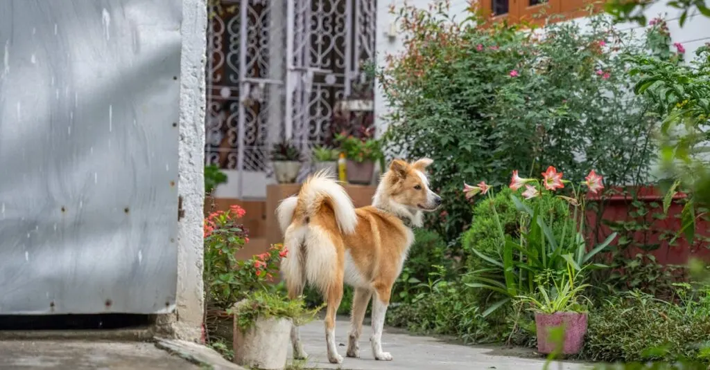découvrez le futur des compagnons à quatre pattes avec notre robot chien innovant. alliant technologie avancée et interactivité, ce robot fidèle saura séduire petits et grands grâce à ses fonctionnalités amusantes et éducatives.