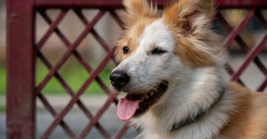 découvrez le futur de la compagnie canin avec notre robot chien, alliant technologie avancée et interaction ludique. profitez d'une expérience unique qui apporte joie et innovation à votre quotidien, tout en offrant des fonctionnalités d'apprentissage et de divertissement.
