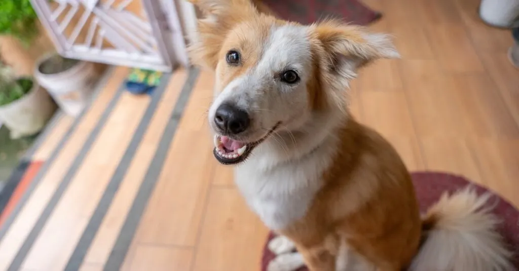 découvrez le futur des compagnons canins avec le robot dog, une innovation qui allie technologie avancée et interaction ludique. offrant des fonctionnalités impressionnantes, il garantit amusement et assistance au quotidien, tout en apportant une touche de modernité à votre foyer.
