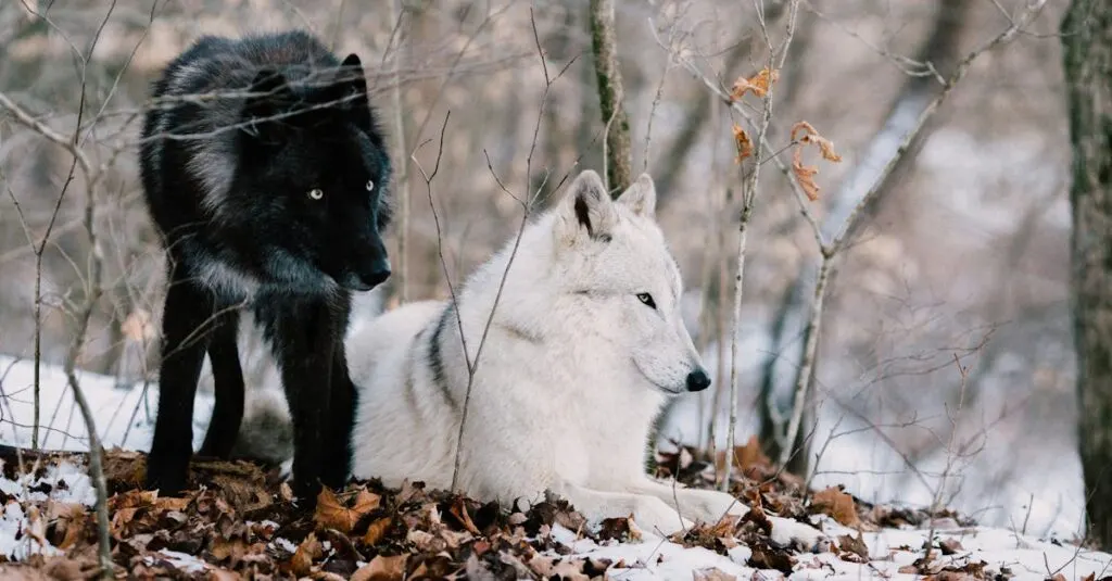 découvrez les dynamiques des populations de loups, leur habitat, leur comportement social et les défis de leur conservation. plongez dans l'univers fascinant de ces prédateurs emblématiques et leur rôle essentiel dans les écosystèmes.
