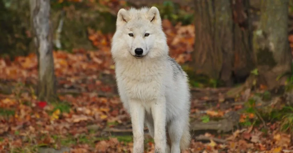 découvrez l'évolution et la dynamique des populations de loups à travers le monde. apprenez comment ces prédateurs majestueux interagissent avec leur environnement et les efforts de conservation qui visent à protéger leur habitat et leur avenir.