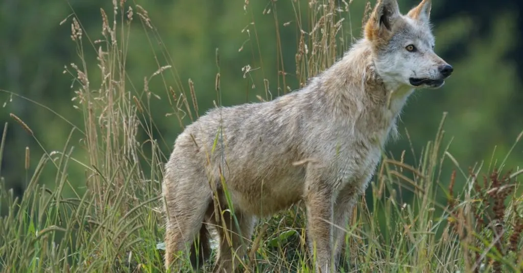 découvrez les dynamiques des populations de loups à travers le monde, leur habitat, leur comportement social et les défis de leur conservation. apprenez comment ces prédateurs emblématiques jouent un rôle crucial dans l'écosystème.