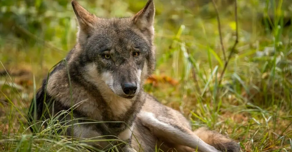 découvrez l'évolution des populations de loups à travers le monde, leur répartition, les défis de conservation et l'importance de ces prédateurs dans les écosystèmes. informez-vous sur les efforts déployés pour protéger ces animaux emblématiques et leur habitat.