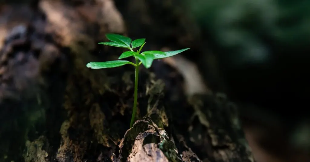 découvrez la résilience, cette capacité à faire face aux défis et à rebondir après les épreuves. apprenez comment développer votre force intérieure et surmonter les obstacles au quotidien.