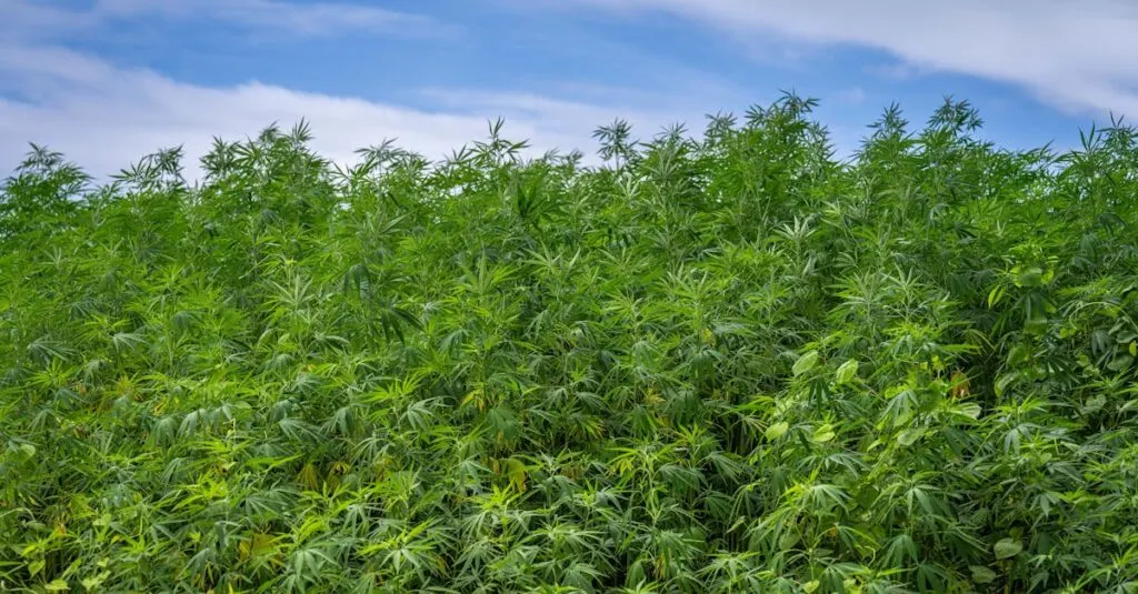découvrez nos conseils et techniques efficaces pour un contrôle optimal des mauvaises herbes dans votre jardin. apprenez à préserver la santé de vos plantes tout en visant une croissance florissante.