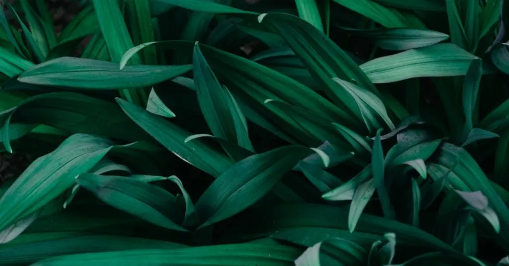 plantgpt : l'assistant intelligent dédié aux plantes pour des conseils personnalisés en jardinage et soins botaniques.