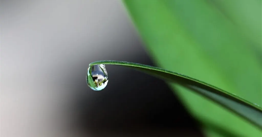 plantgpt est un assistant intelligent dédié aux plantes, offrant des conseils personnalisés pour l'entretien, la croissance et la santé de vos végétaux.