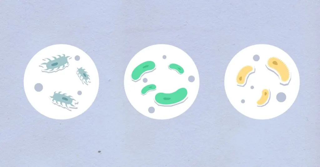 découvrez les bactéries rares : leurs caractéristiques uniques, leur rôle dans l'environnement et leur importance en médecine.