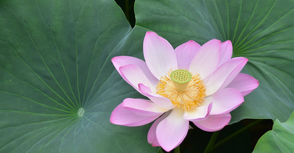 découvrez tout ce qu'il faut savoir sur le copyright : définition, importance, protection des œuvres et droits des auteurs. protégez votre créativité et comprenez les enjeux juridiques liés à la propriété intellectuelle.