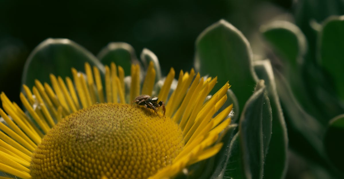 découvrez tout sur les bugs d'ia : causes, impacts et solutions pour optimiser vos systèmes intelligents. plongez dans l'univers des erreurs algorithmiques et apprenez à les prévenir.