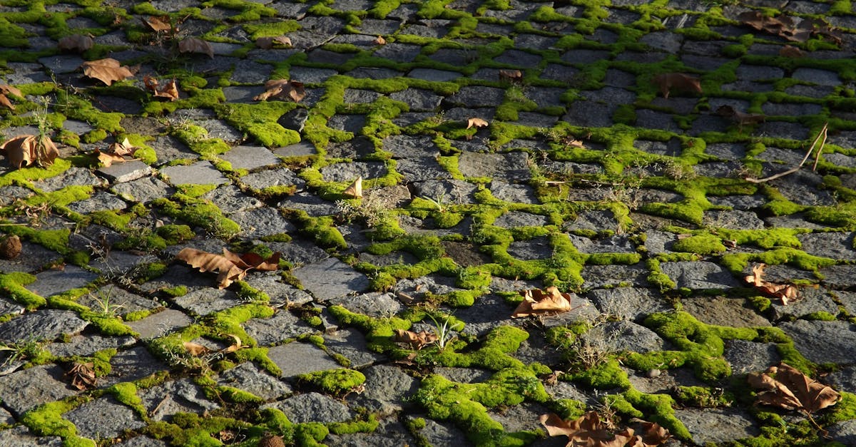 découvrez le concept de l'âge biologique, une mesure essentielle qui évalue la santé et le bien-être à travers des indicateurs physiologiques. apprenez comment votre mode de vie peut influencer votre âge biologique et les stratégies pour l'optimiser.