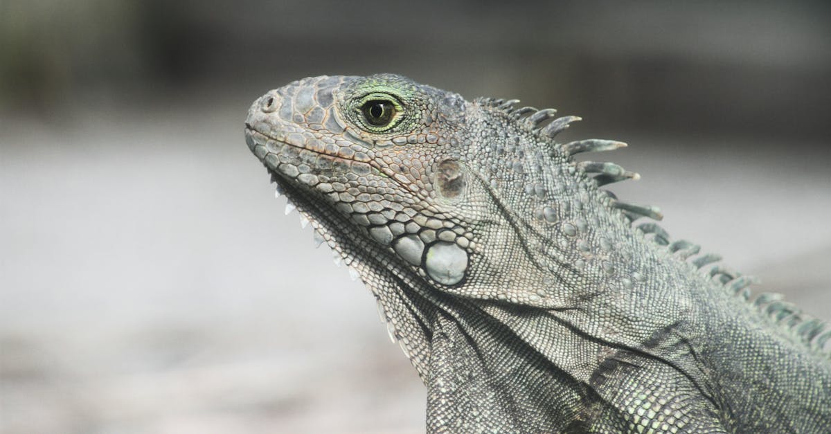 découvrez le concept d'âge biologique et son importance pour comprendre votre santé et votre bien-être. apprenez comment évaluer votre âge biologique et les facteurs qui l'influencent pour adopter un mode de vie plus sain.