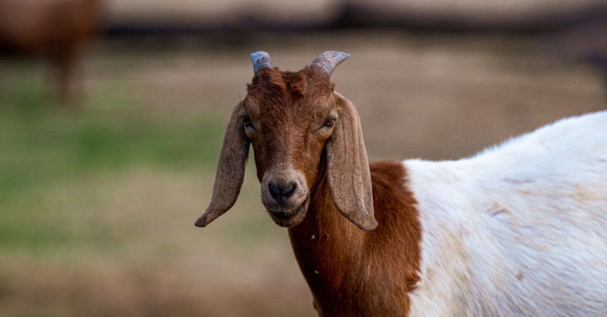 découvrez tout ce qu'il faut savoir sur le copyright : ses principes, son importance dans la protection des œuvres, et comment il influence la créativité et l'innovation. informez-vous sur les droits d'auteur et les implications juridiques encadrant la propriété intellectuelle.