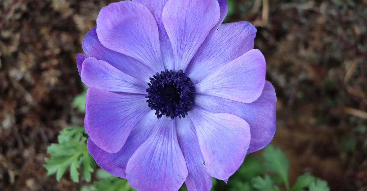 découvrez tout ce qu'il faut savoir sur le droit d'auteur, des concepts de base aux implications légales en passant par la protection des œuvres. protégez vos créations et comprenez vos droits !