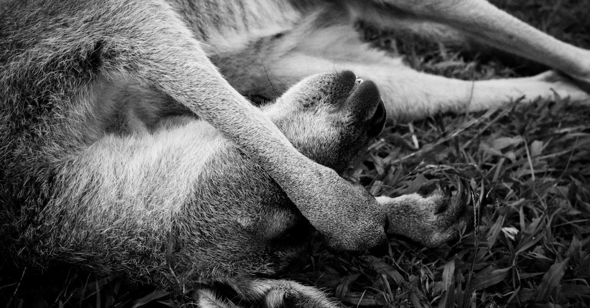 découvrez les accidents impliquant des casoars, ces oiseaux fascinants mais souvent imprévisibles. apprenez les causes, les conséquences et les mesures de prévention pour éviter les collisions avec ces créatures puissantes et protectrices.