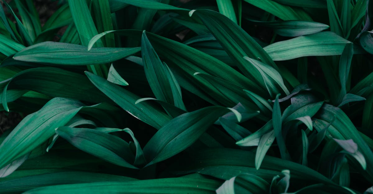 plantgpt : l'assistant intelligent dédié aux plantes pour des conseils personnalisés en jardinage et soins botaniques.