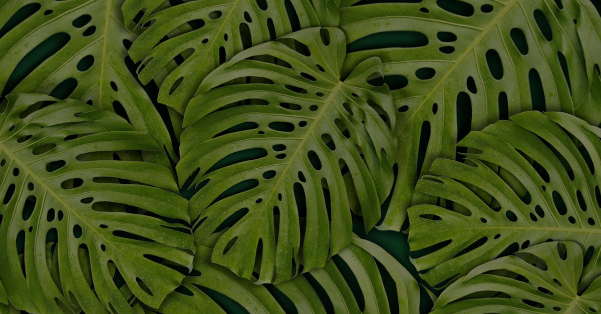 plantgpt : votre assistant intelligent pour tout savoir sur les plantes, conseils de jardinage personnalisés et identification rapide.