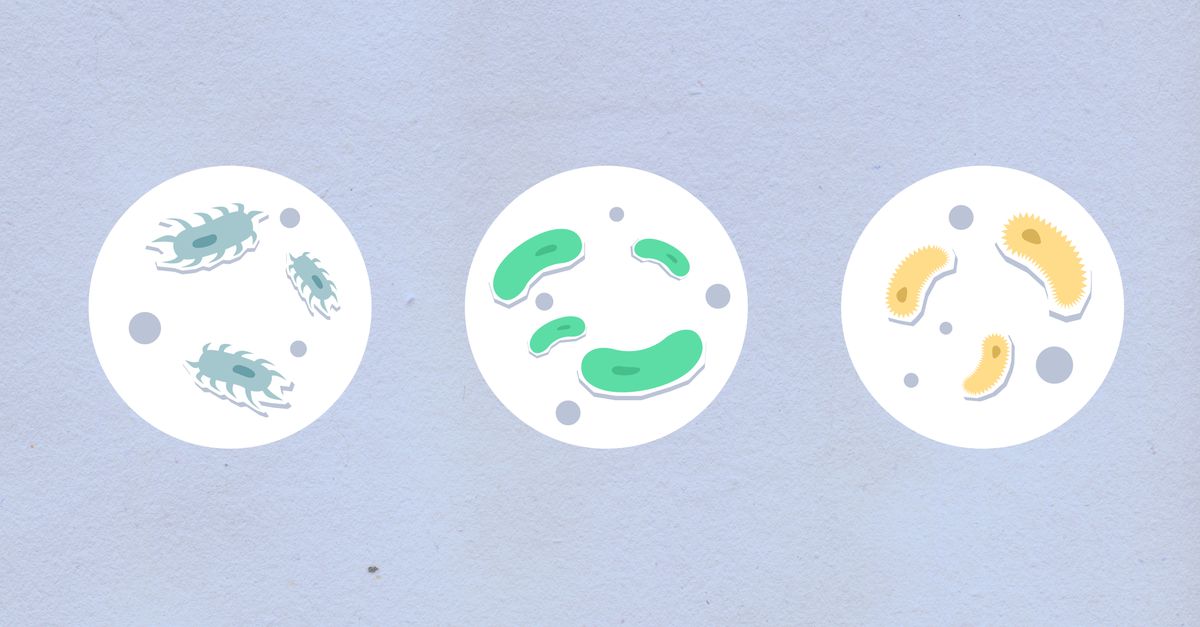 découvrez les bactéries rares : leurs caractéristiques uniques, leur rôle dans l'environnement et leur importance en médecine.